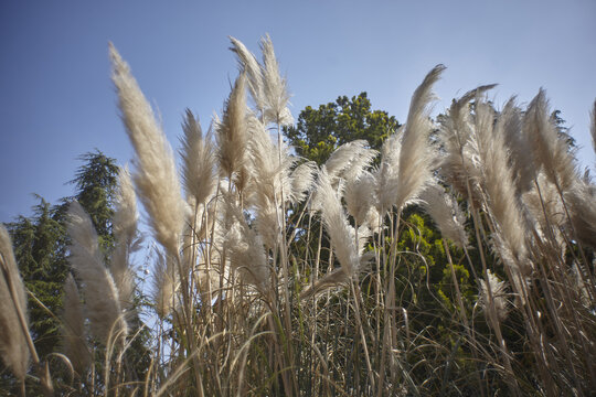 Pampas Grass during spring