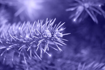 Trendy Color of Year 2022. Christmas violet background. Branch of a spruce tree with small sparks on needles.
