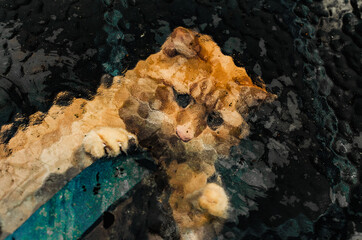ginger cat behind glass, blurred, abstraction 
