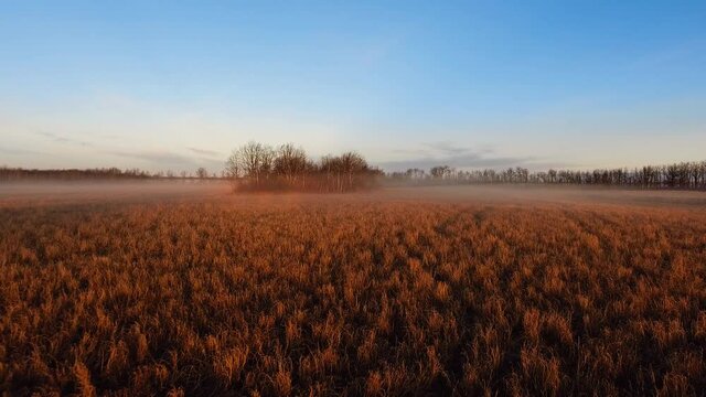 Drone camera descends on an autumn field in the countryside, aerial shot of yellow foggy field and trees on a sunny evening, Manitoba, Canada