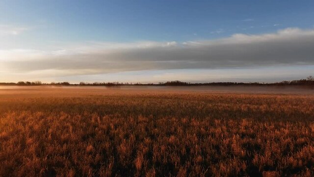 Top view aerial footage of autumn field, yellow bushes and trees on the background, drone shots evening sky with grey clouds in Manitoba, Canada