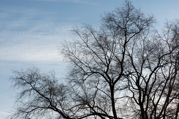 silhouette of tree against blue sky with clouds