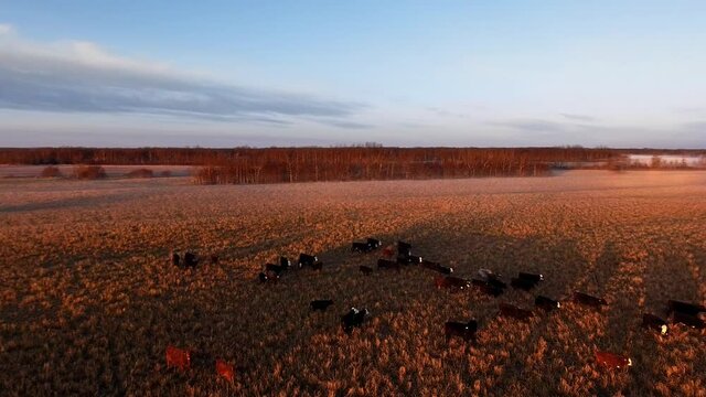 Air drone camera moving in circles taking pictures of running cows on the autumn field, sunny day from a bird's eye view in Manitoba, Canada