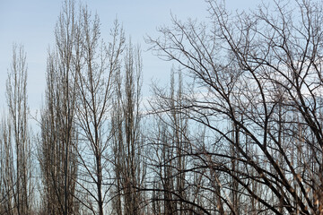 outlines of trees against blue sky