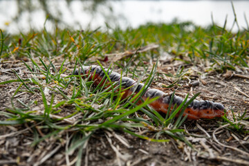 caterpillar on a leaf