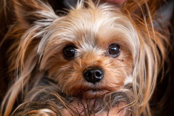 yorkshire terrier portrait