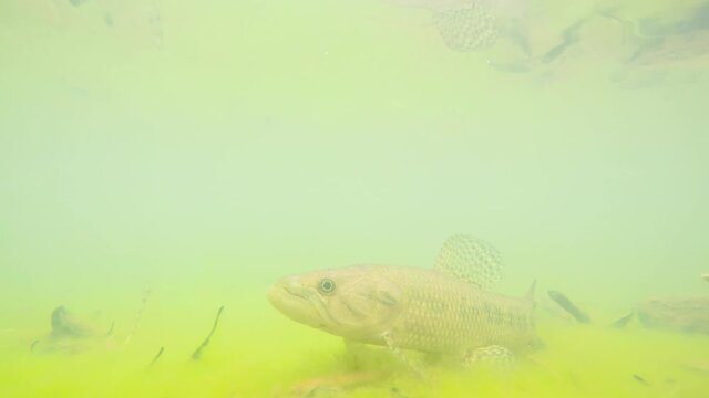 Wolf fish or tra&iacute;ra, freshwater predator under shallow and turbid water with movements typical of the species (Hoplias Malabaricus). 