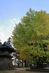 Fototapeta premium 茨城県西蓮寺の大銀杏と建物