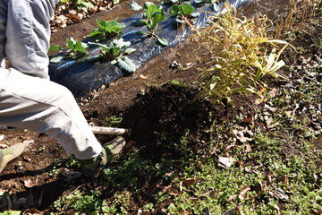 Ginger harvesting work scene in the vegetable garden. 