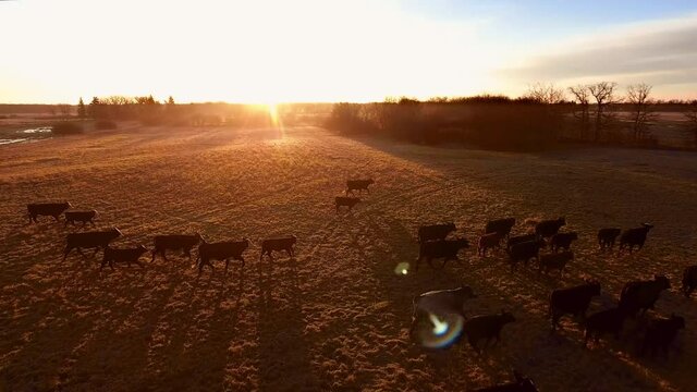 Aerial footage of cows running through the field in Manitoba, Canada, drone shot of tranquil northern landscape in the evening