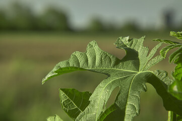 leaf detail detail in nature