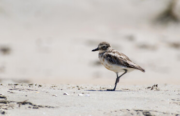 New Zealand Dotterel Bird at Tawharanui Beach and Regional Park, Auckland New Zealand; Wildlife at Regional Park; the birds are protected