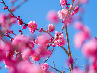 ピンクの梅の花と青空の写真
