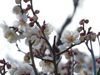 白い梅の花の写真
