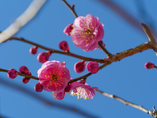 Fototapeta na wymiar ピンクの梅の花と青空の写真