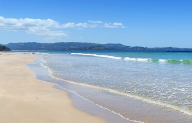Panoramic View of Tawharanui Beach and Regional Park, Auckland New Zealand; White Sandy Beach during Low Tide