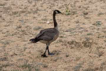 goose on dry grass