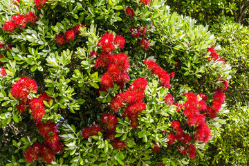 Blooming Pohutukawa Flowers New Zealand; The Flowers are only Blooming in Summer Time
