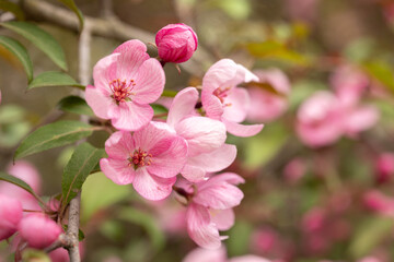 Crabapple Trees Blooming. Branches of blossoming pink tree of apple or sakura.