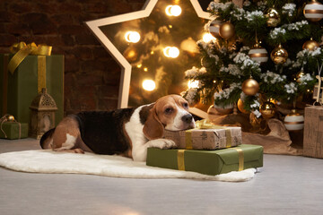 beagle dog near the new year tree. A pet in a Christmas decoration. Animal in the interior