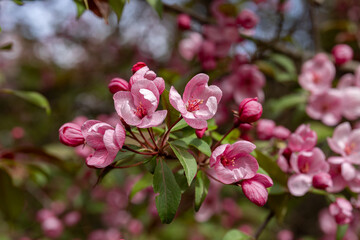 Fototapeta na wymiar Crabapple Trees Blooming. Branches of blossoming pink tree of apple or sakura.