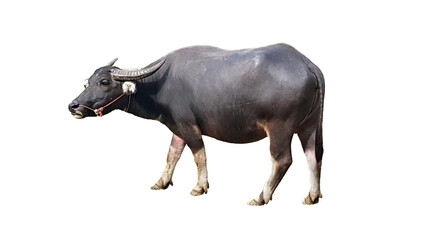 Wasserbüffel oder thailändischer Büffel lokalisiert auf weißem Hintergrund.
