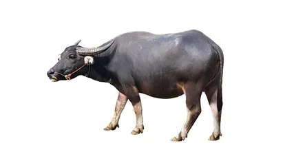Zelfklevend Fotobehang Buffel Waterbuffel of Thaise buffel geïsoleerd op een witte achtergrond.
