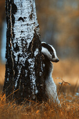 European badger ( meles meles ) © Sangur