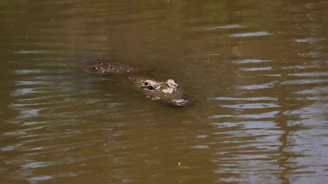 Rack focusing on predatory crocodile hiding from prey at Kenya Samburu reserve