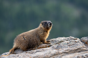 Naklejka na ściany i meble Young Marmot Perched on Smooth Rock