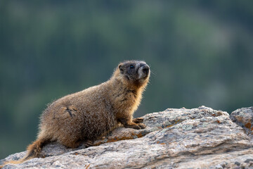 Young Marmot Perched on Smooth Rock