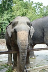 elephant in country farm