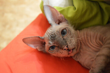 Fototapeta na wymiar Portrait of blue eyed sphynx kitten laying in bed