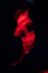 Beautiful isolated aquarium red jellyfish in the natural environment on the black background