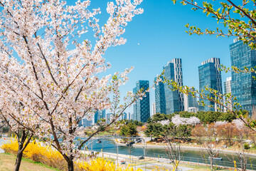 Spring of Songdo Central Park and skyscraper in Incheon, Korea