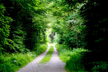 Fototapeta premium Forest trail through lush vegetation under dense green leaf canopy in summer, Bavarian foothills of the Alps, Germany, Europe