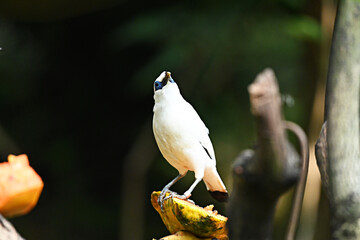 Close up, beautiful white bird eating fruit