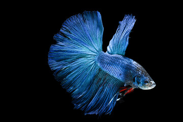 Close up, beautiful blue betta fish