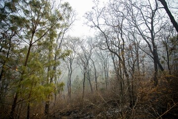 Obraz na płótnie Canvas fire in forest