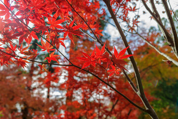 日本の秋・真っ赤な紅葉