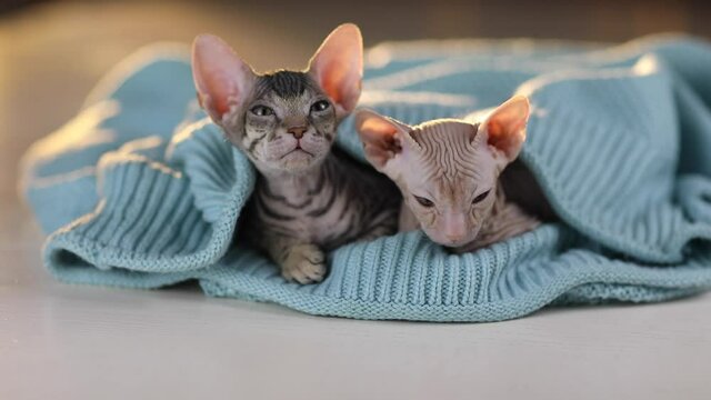 Two bald kittens of the Sphinx breed sit under a knitted blue blanket