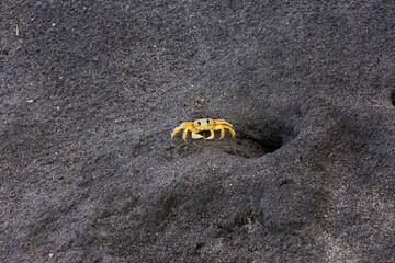 crab on black sand