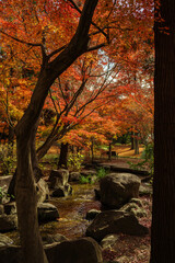 秋・小川の流れる公園の紅葉する風景