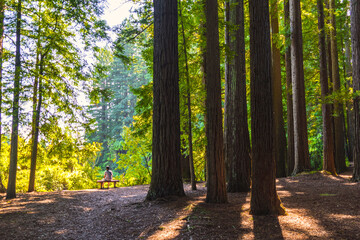 Landscape Scenery of Redwood Grove at Hamurana Rotorua, New Zealand 