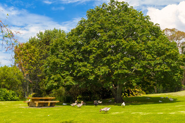 Lakeside Scenery at Western Springs Park, Auckland New Zealand