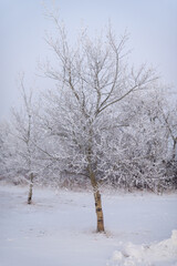tree in the snow