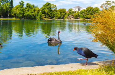 Lakeside Scenery at Western Springs Park, Auckland New Zealand; Black Swans and Ducks Habitat