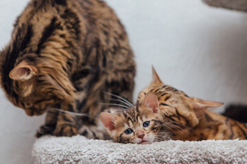 Young cute bengal cat laying with mother-cat on a soft cat's shelf of a cat's house.