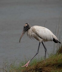 Wood Stork