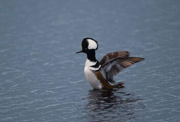 duck on the water